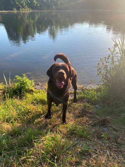 Hundetreffen-Trainingsbegegnung, Gassi- und Spielerunde-Bild