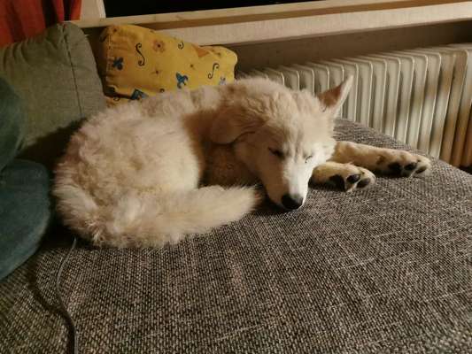 Deutsche Schäferhunde, Belgische Schäferhunde.-Beitrag-Bild