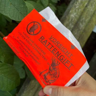Giftköder-Rattengift-Bild