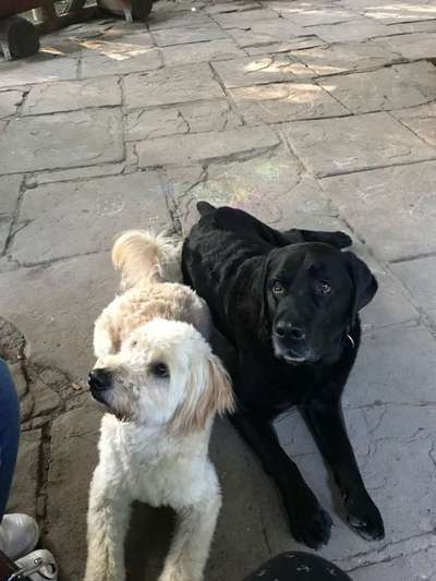 Dogorama Photo Challenge - Die besten Hundebuddys-Beitrag-Bild