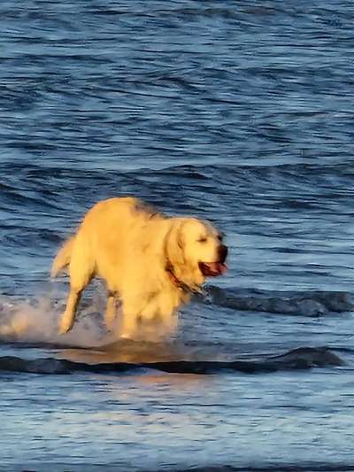Wo sind die Golden Retriever Liebhaber?-Beitrag-Bild