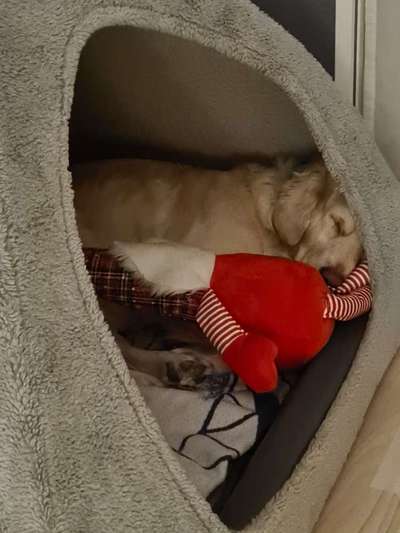 Höhlenbett-Beitrag-Bild