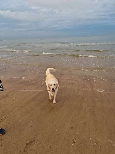 Wo sind die Golden Retriever Liebhaber?-Beitrag-Bild