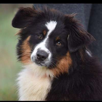 Hundetreffen-Ravensburg-Bild