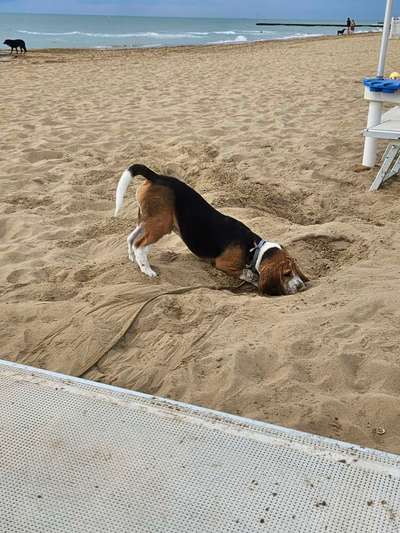 Hundetreffen-Oskar ( 5Monate alt) sucht Spielgefährten im 19.Bezirk-Bild