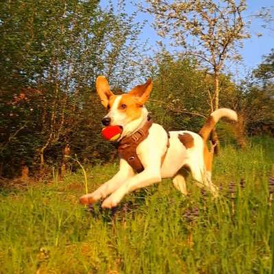 Hundetreffen-Gassirunde in Botnang-Bild