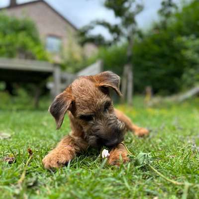 Hundetreffen-Welpentreffen-Bild