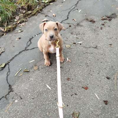 Hundetreffen-Suche Welpen für meine Hündin