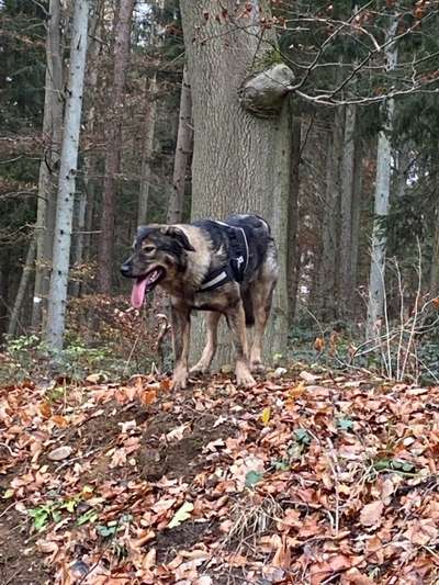 Herdenschutzhunde-Beitrag-Bild