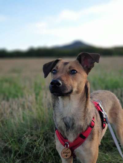 Die Dogorama Kalender Challenge 4/4-Beitrag-Bild