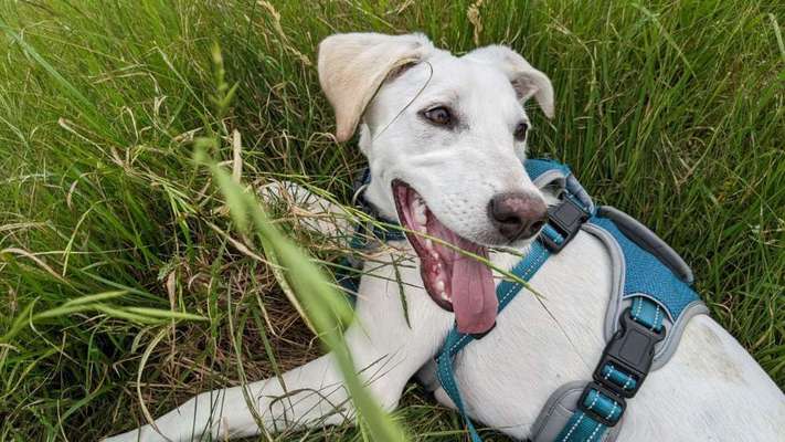 Wie heißt dein Hund?-Beitrag-Bild