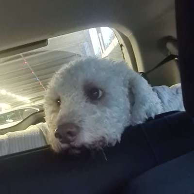 Hundetreffen-Lagotto Treffen-Bild