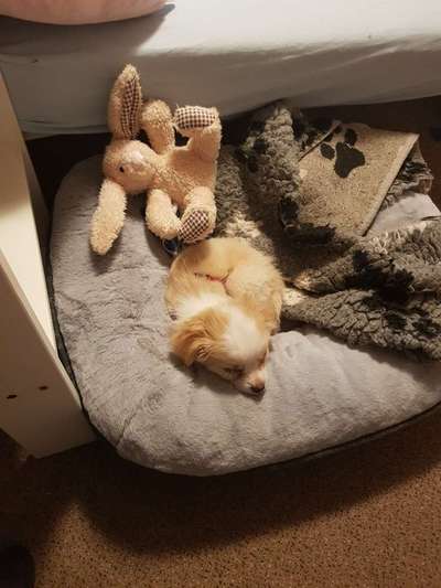 Challenge Nr 14
Eure Fellnasen auf ihrem Lieblingsplatz-Beitrag-Bild