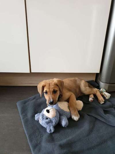 Welpen Bilder !-Beitrag-Bild