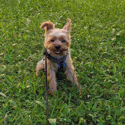 Miki 🐕's Profilbild