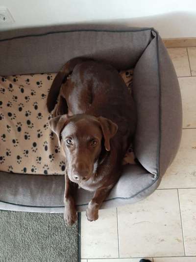 Labradorfans-Beitrag-Bild