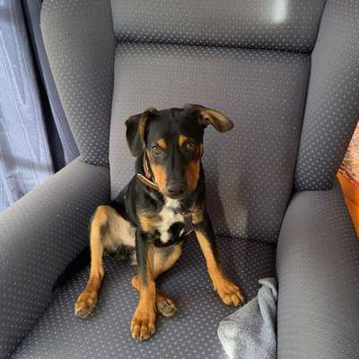 Hundetreffen-Spielen und Spazieren gehen-Bild