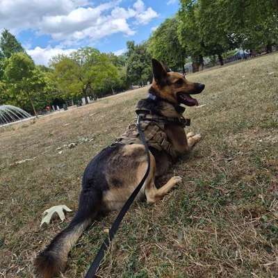 Hundetreffen-Gemeinsames spazieren gehen-Bild