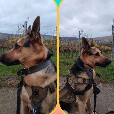 Hundetreffen-Training von Hundekontakt-Bild