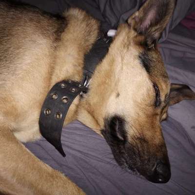 Hundetreffen-Training Hunde Treff-Bild