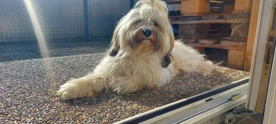 Tibet Terrier-Beitrag-Bild