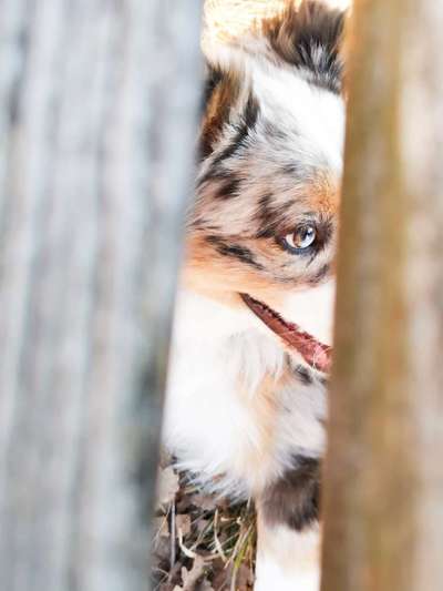 Postet das beste Foto von euren 4 beinern-Beitrag-Bild