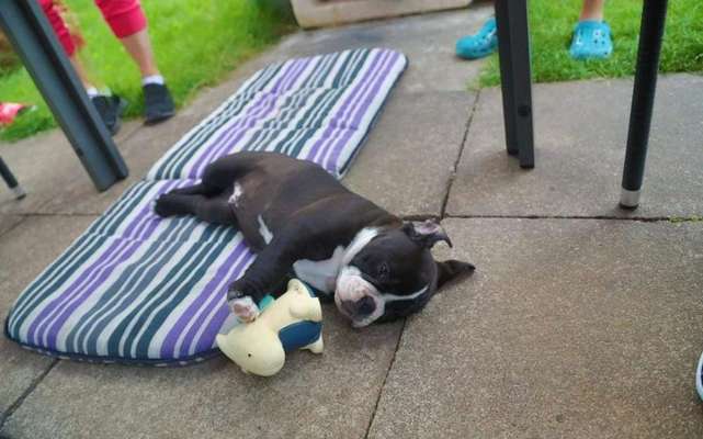 Die Dogorama Wochen Challenge-Beitrag-Bild