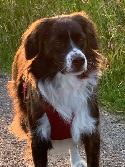 Hundetreffen-Gassi Runde und Spielrunden-Bild