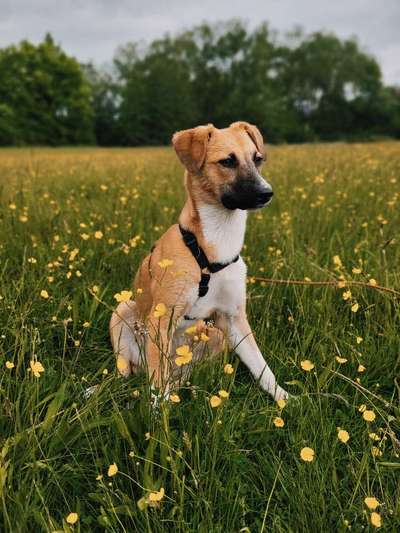 Auslandstierschutz-Beitrag-Bild