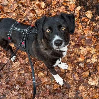 Hundetreffen-Neue Hundekontakte gesucht :)-Bild