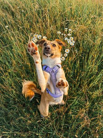 Hundetreffen-Gemeinsame Spaziergänge-Bild