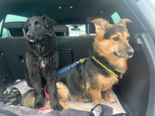 FOTOCHALLENGE 70 - Dein Hund im Auto-Beitrag-Bild