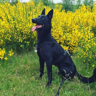 Die Dogorama Monats Challenge "Es grünt und blüht"-Beitrag-Bild