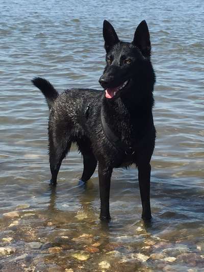 Dogorama-Monats-Challenge-Mai "Wasser"-Beitrag-Bild