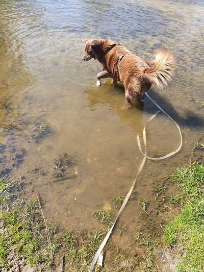 Dogorama-Monats-Challenge-Mai "Wasser"-Beitrag-Bild