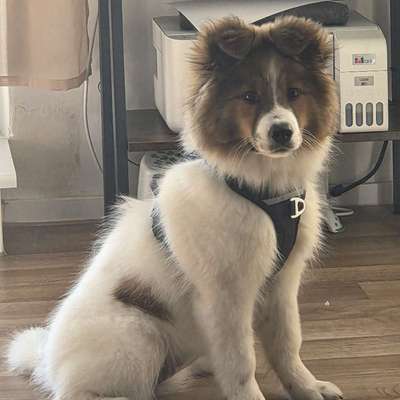 Hundetreffen-Junghunde im Landschaftspark oder der Königsheide-Profilbild