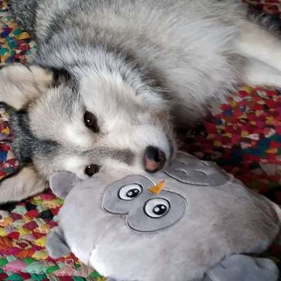 Auslandstierschutz-Beitrag-Bild