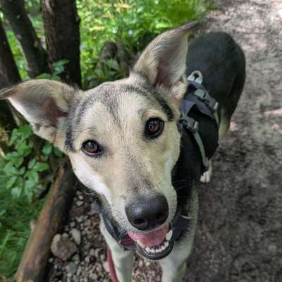 Hundetreffen-Gemeinsame Gassirunde/Spielerunde-Bild