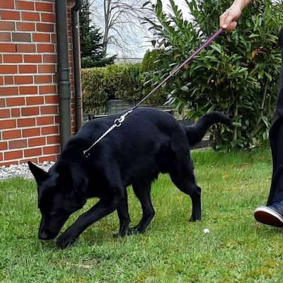 Schäferhund-Beitrag-Bild