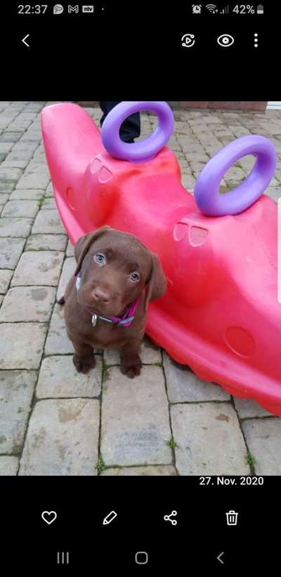 Welpen Bilder !-Beitrag-Bild