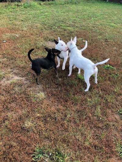 Miniatur Bull Terrier-Beitrag-Bild