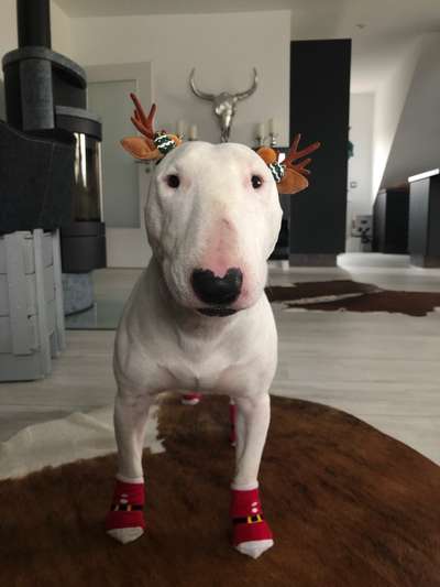 Miniatur Bull Terrier-Beitrag-Bild