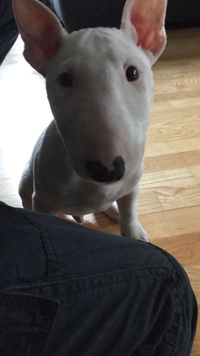 Miniatur Bull Terrier-Beitrag-Bild