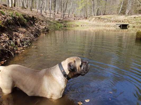 Dogorama-Monats-Challenge-Mai "Wasser"-Beitrag-Bild