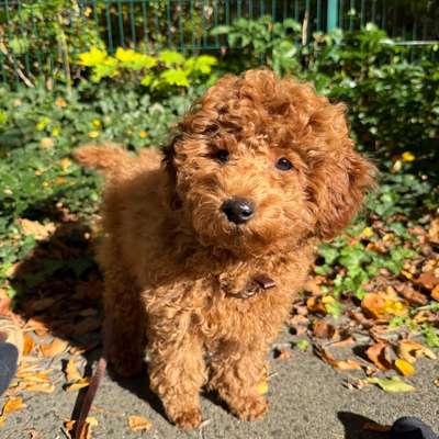 Hundetreffen-Welpe sucht Freunde-Bild