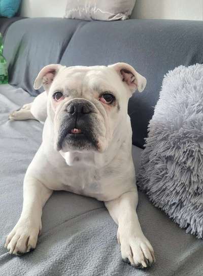 Wie kamst du zu deinem Hund?-Beitrag-Bild