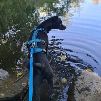 Hundetreffen-Gassirunde und ggf spielen und toben-Bild