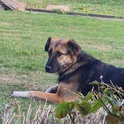 Hundetreffen-Spaziergang / Spiel-Bild