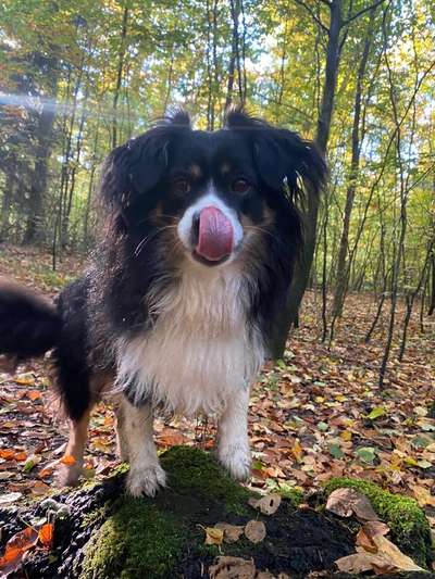 Fotochallenge Nr. 59 - Mein Hund zeigt die Zunge-Beitrag-Bild