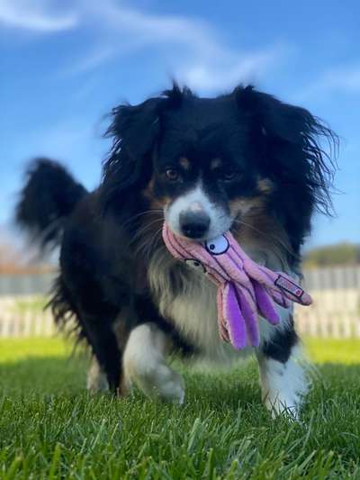 Dogorama Photo Challenge - Lieblingsspielzeug!-Beitrag-Bild